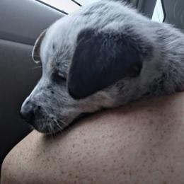 Australian Cattle Dog Puppies from Teyvat Cattle Dogs