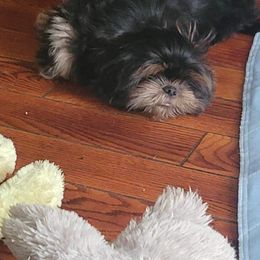 Shih Tzu Puppies from LaDawn’s Little Lions