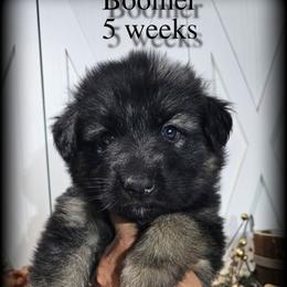 Boomer - Black and red male German Shepherd puppy in Sequim, Washington from German Shepherd Haus