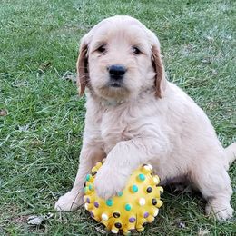 Bernedoodle and Goldendoodle Puppies from Sukisdoodles
