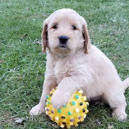Bernedoodle and Goldendoodle Puppies from Sukisdoodles