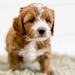 Cavapoos, Goldendoodles, and Poodles from Pawsitively Perfect Pup Co.