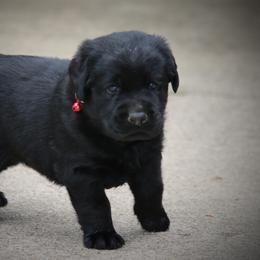 Labrador Retriever Puppies from Prebleridge Acres