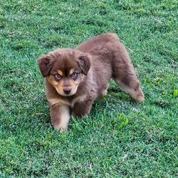 Gala - Red tri-color female Australian Shepherd puppy in Owensboro, Kentucky from JnT's Bluegrass Mini Aussies