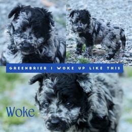 Woke - Black merle male Mudi puppy in Gatlinburg, Tennessee from Greenbrier