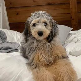 Aussiedoodle Puppies from Fetch Love Farms