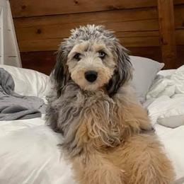 Aussiedoodle Puppies from Fetch Love Farms