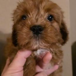 Rufus - Red male Cavapoo puppy in Arkansas from Brew House