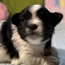 Miniature Schnauzers from TNT Miniature Schnauzers