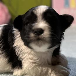 Miniature Schnauzers from TNT Miniature Schnauzers