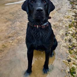 Cher - Labrador Retriever