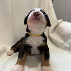Greater Swiss Mountain Dog Puppies from Bugyal Kennel