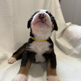 Greater Swiss Mountain Dog Puppies from Bugyal Kennel