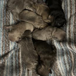 French Bulldog Puppies from Little Loaf Frenchie