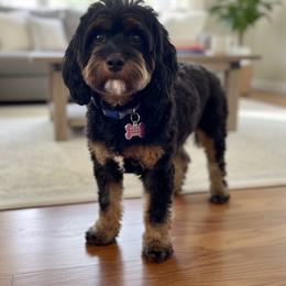 Betty - Cavapoo