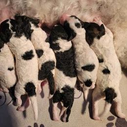 Poodle Puppies from Princetin Poodles