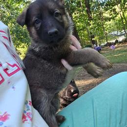 Sable female INGRID - Sable female German Shepherd puppy in Buckfield, Maine from Levesques German Shepherds