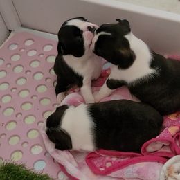 Boston Terrier Puppies from Cripple Creek Boston Terriers