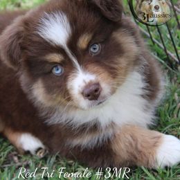 Aussiedoodle, Australian Shepherd, Miniature Australian Shepherd, and Toy Australian Shepherd Puppies from 3Laussies