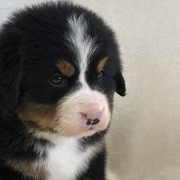 Prancer - Bernese Mountain Dog puppy from N.W. Mountain Retrievers