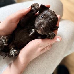 Jovi - Brown female Cockapoo puppy in Denver, Pennsylvania from Greenview Puppies