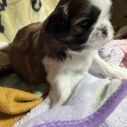 Shih Tzu Puppies from Simply Shih Tzu