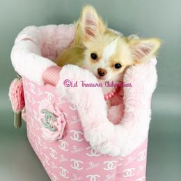 Poison Ivy - Cream and white female Chihuahua puppy in Anderson, South Carolina from Lil Treasures Chihuahuas