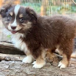 Knox - Red tri male Miniature Australian Shepherd puppy in Patterson, North Carolina from DreamLine Aussies