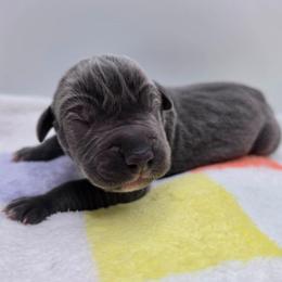 Jasper - Blue male Great Dane puppy in Kannapolis, North Carolina from Carolina Great Danes & Toy Poodles