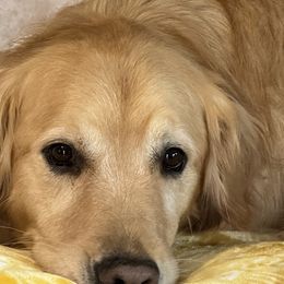 Golden Retrievers from Sabine's Golden Retrivers