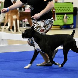 Boxer All Grown Up from Bluegrass Brawn Boxers