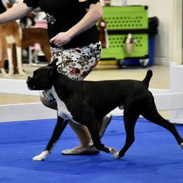 Boxer All Grown Up from Bluegrass Brawn Boxers