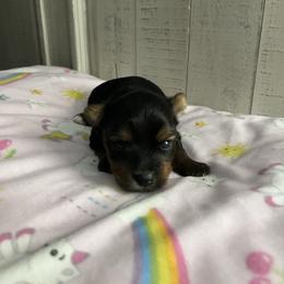 Brook - Black and tan female Yorkshire Terrier puppy in Laughlin, Nevada from Dani’s Yorkie’s