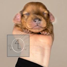 Flint - Wheaten male Dachshund puppy in Erick, Oklahoma from 4-L Backyard Dach