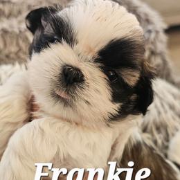 Frankie - Black gold and white male Shih Tzu puppy in Corona, California from Trinity Shihtzu's So Calif