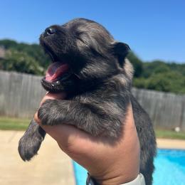 Hoss - Orange sable male Pomeranian puppy in Hernando, Mississippi from The Pom Squad