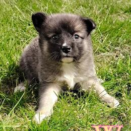 Wade - female Nenets Herding Laika puppy in Rockville, Maryland from Skais the Limit