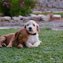 Goldendoodle Puppies from Deer Valley Doodles