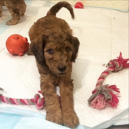 Goldendoodle Puppies from David's Doodles