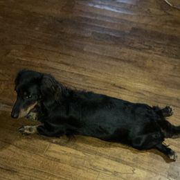 Dachshund All Grown Up from B&K Dachshunds.