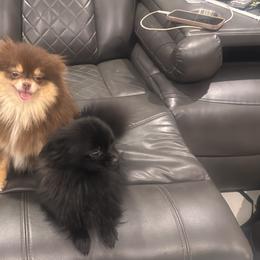 Pomeranians from Exotic Poms