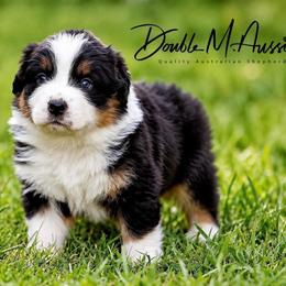 Demi - Black tri-color female Australian Shepherd puppy in Olivehurst, California from Double M Aussies