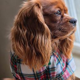 Ti (Tiberius) - Cavalier King Charles Spaniel