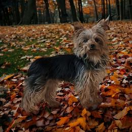 Charlote - Yorkshire Terrier
