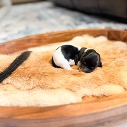 Pua - Black and tan male Dachshund puppy in Salters, South Carolina from Long-Pine Dachshund