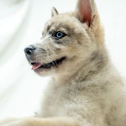 Super girl - Merle female Pomsky puppy in Spring City, Pennsylvania from Pomsky Power Puppies