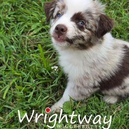 Muddy - Red merle male Miniature Australian Shepherd puppy in Dowagiac, Michigan from Wrightway Wigglebutts