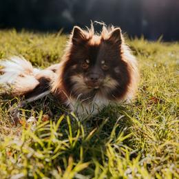 Mimi - Pomeranian