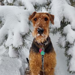 Lacey - Airedale Terrier