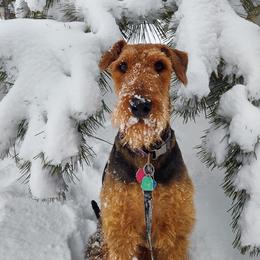 Lacey - Airedale Terrier
